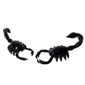 TẨU BỌ CẠP - PIPE SCORPION